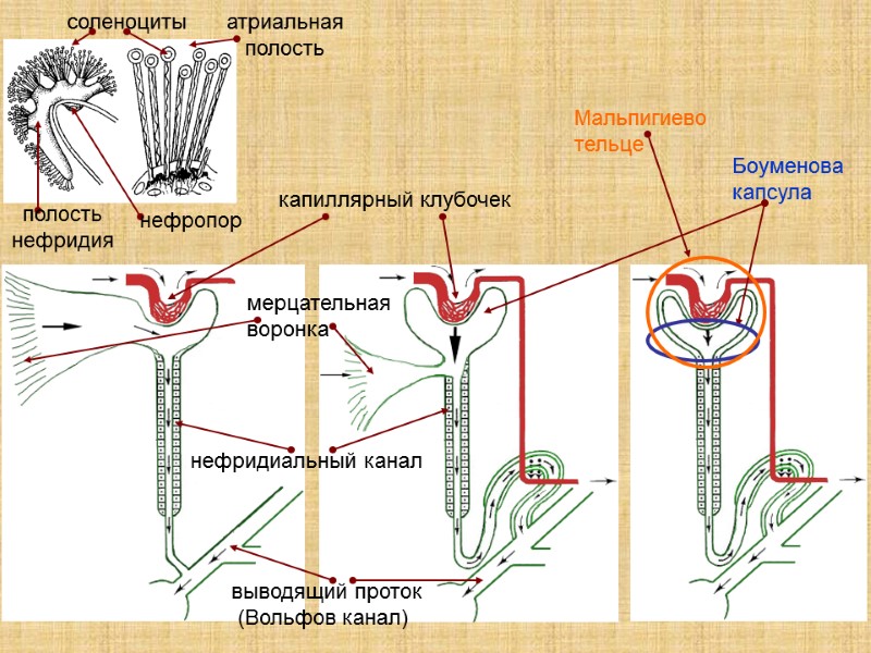 соленоциты  полость нефридия нефропор  атриальная полость Мальпигиево тельце  Боуменова капсула 